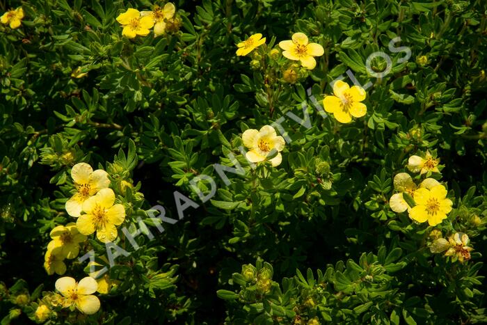 Mochna křovitá 'Maanelys' - Potentilla fruticosa 'Maanelys'