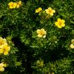 Mochna křovitá 'Maanelys' - Potentilla fruticosa 'Maanelys'