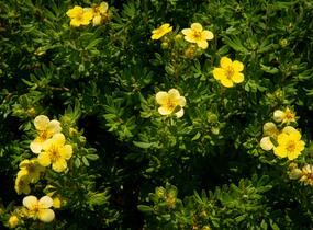 Mochna křovitá 'Maanelys' - Potentilla fruticosa 'Maanelys'