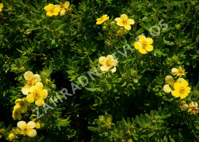 Mochna křovitá 'Maanelys' - Potentilla fruticosa 'Maanelys'
