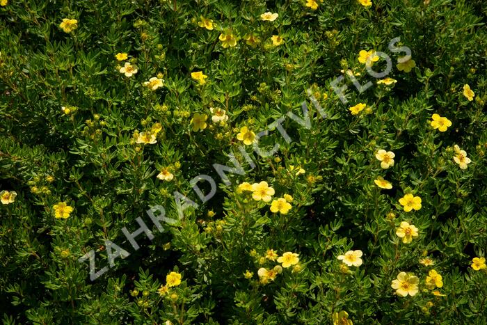 Mochna křovitá 'Maanelys' - Potentilla fruticosa 'Maanelys'