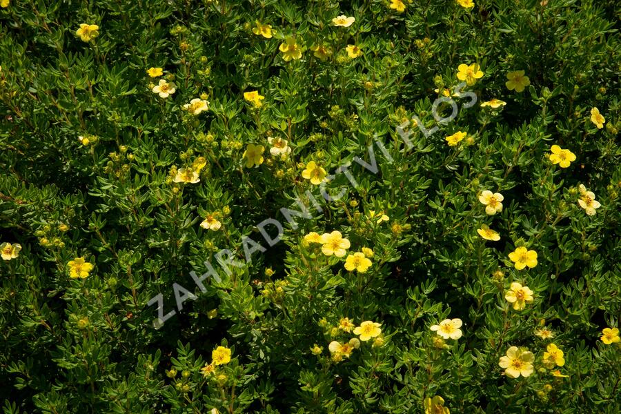 Mochna křovitá 'Maanelys' - Potentilla fruticosa 'Maanelys'