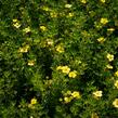 Mochna křovitá 'Maanelys' - Potentilla fruticosa 'Maanelys'