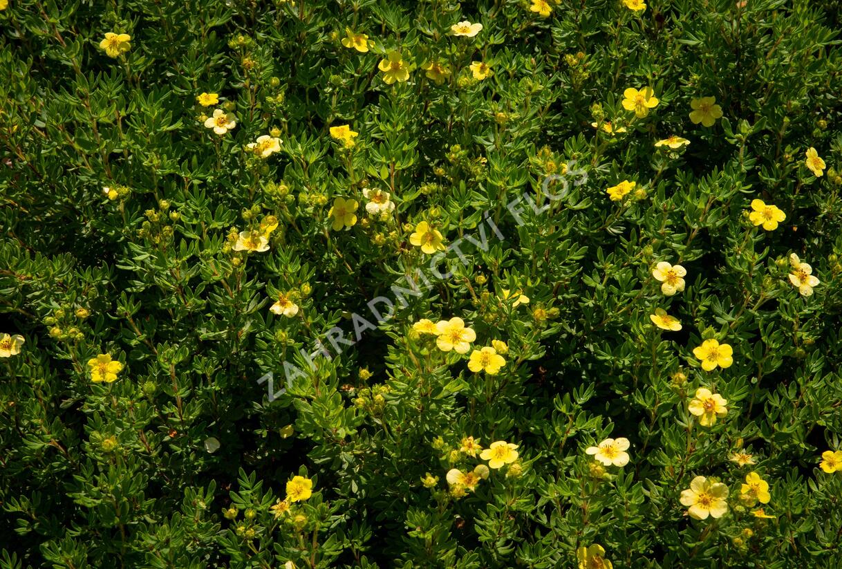 Mochna křovitá 'Maanelys' - Potentilla fruticosa 'Maanelys'