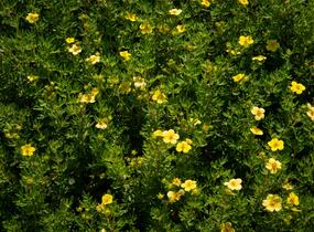Mochna křovitá 'Maanelys' - Potentilla fruticosa 'Maanelys'