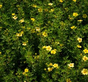 Mochna křovitá 'Maanelys' - Potentilla fruticosa 'Maanelys'