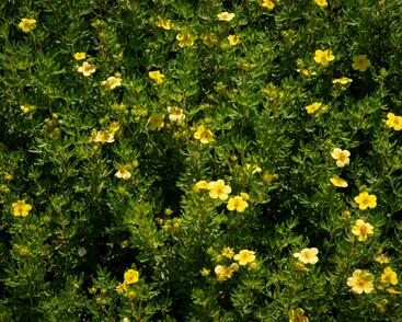 Mochna křovitá 'Maanelys'