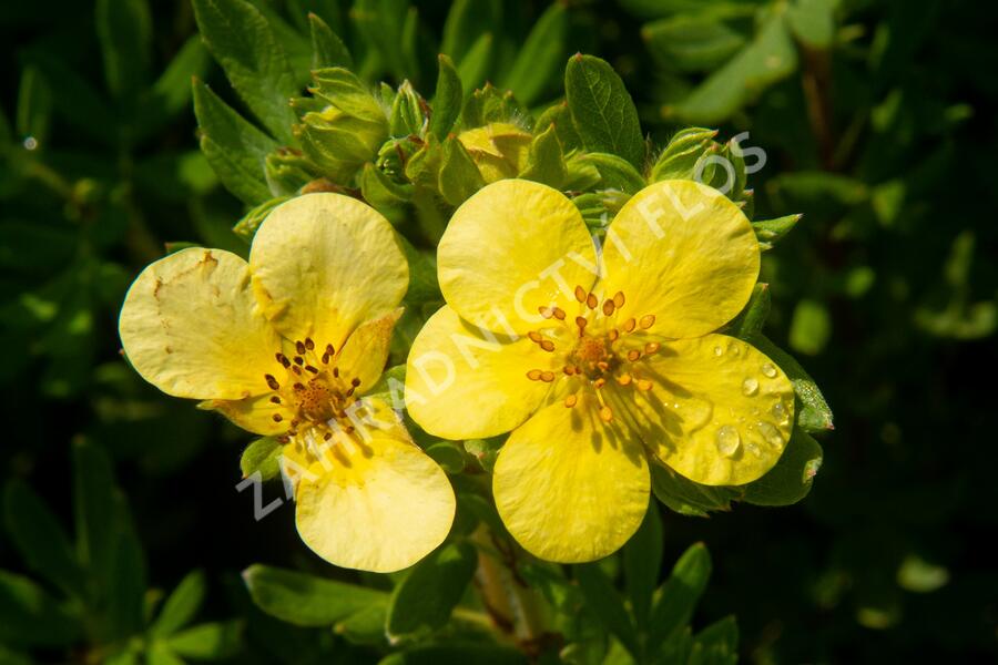 Mochna křovitá 'Maanelys' - Potentilla fruticosa 'Maanelys'