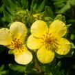 Mochna křovitá 'Maanelys' - Potentilla fruticosa 'Maanelys'