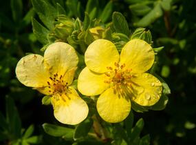 Mochna křovitá 'Maanelys' - Potentilla fruticosa 'Maanelys'