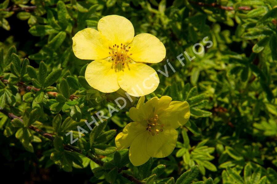 Mochna křovitá 'Marian Red Robin' - Potentilla fruticosa 'Marian Red Robin'