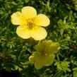 Mochna křovitá 'Marian Red Robin' - Potentilla fruticosa 'Marian Red Robin'