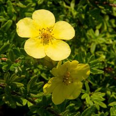 Mochna křovitá 'Marian Red Robin' - Potentilla fruticosa 'Marian Red Robin'