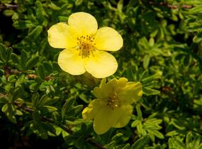 Mochna křovitá 'Marian Red Robin' - Potentilla fruticosa 'Marian Red Robin'