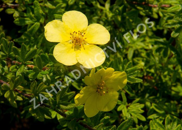 Mochna křovitá 'Marian Red Robin' - Potentilla fruticosa 'Marian Red Robin'