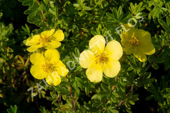 Mochna křovitá 'Marian Red Robin' - Potentilla fruticosa 'Marian Red Robin'