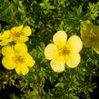 Mochna křovitá 'Marian Red Robin' - Potentilla fruticosa 'Marian Red Robin'