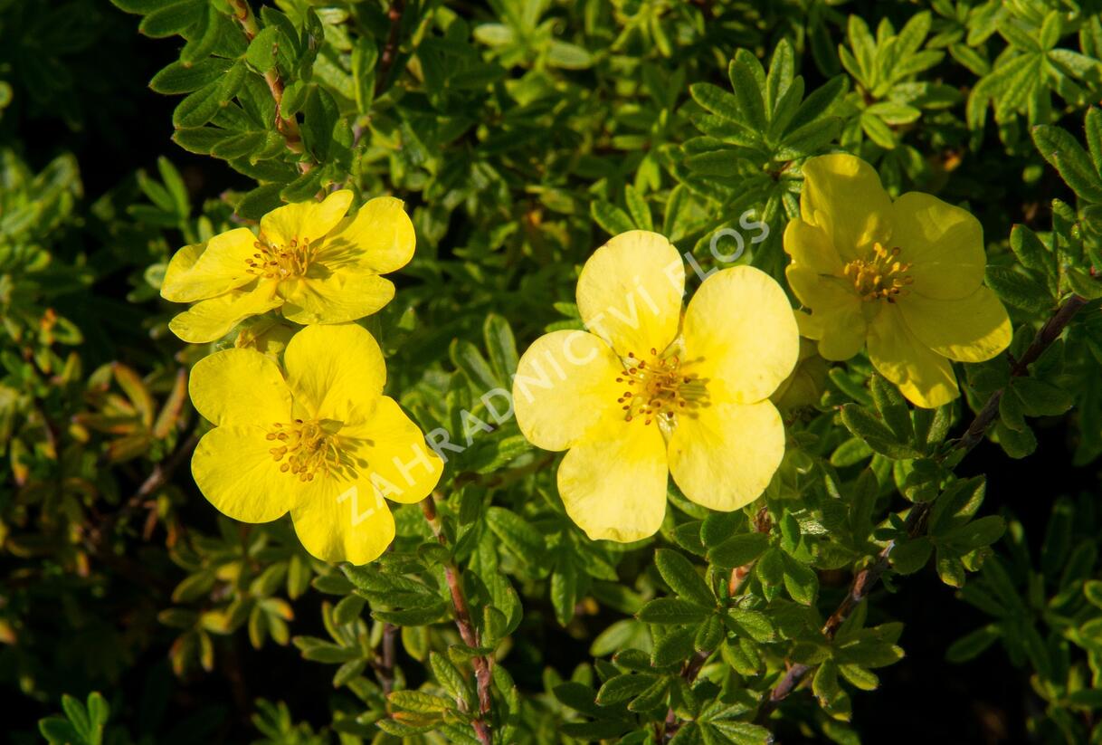 Mochna křovitá 'Marian Red Robin' - Potentilla fruticosa 'Marian Red Robin'