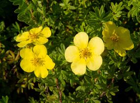 Mochna křovitá 'Marian Red Robin' - Potentilla fruticosa 'Marian Red Robin'