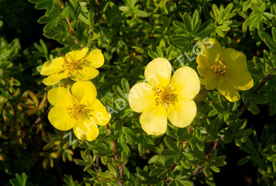 Mochna křovitá 'Marian Red Robin' - Potentilla fruticosa 'Marian Red Robin'