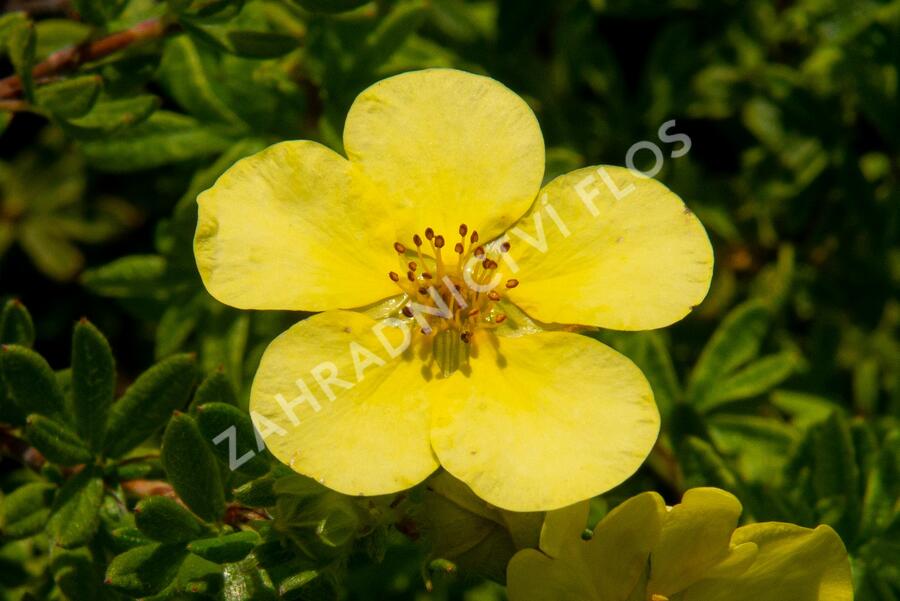 Mochna křovitá 'Marian Red Robin' - Potentilla fruticosa 'Marian Red Robin'