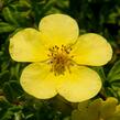 Mochna křovitá 'Marian Red Robin' - Potentilla fruticosa 'Marian Red Robin'