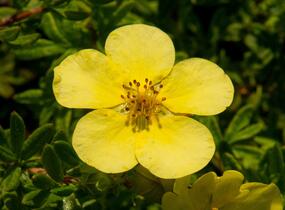 Mochna křovitá 'Marian Red Robin' - Potentilla fruticosa 'Marian Red Robin'