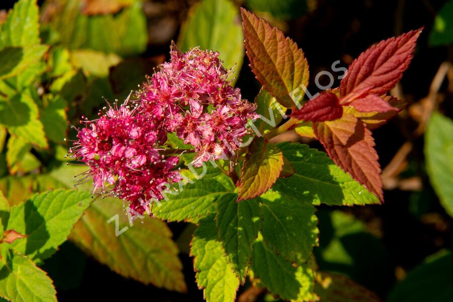 Tavolník japonský 'Froebelii' - Spiraea japonica 'Froebelii'