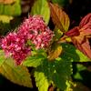 tavolnk japonsk Froebelii - Spiraea japonica Froebelii