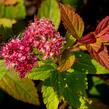 Tavolník japonský 'Froebelii' - Spiraea japonica 'Froebelii'