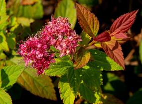 Tavolník japonský 'Froebelii' - Spiraea japonica 'Froebelii'