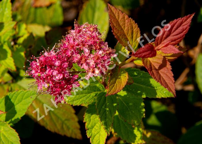 Tavolník japonský 'Froebelii' - Spiraea japonica 'Froebelii'