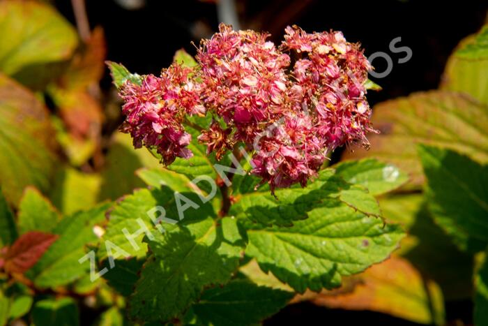 Tavolník japonský 'Froebelii' - Spiraea japonica 'Froebelii'