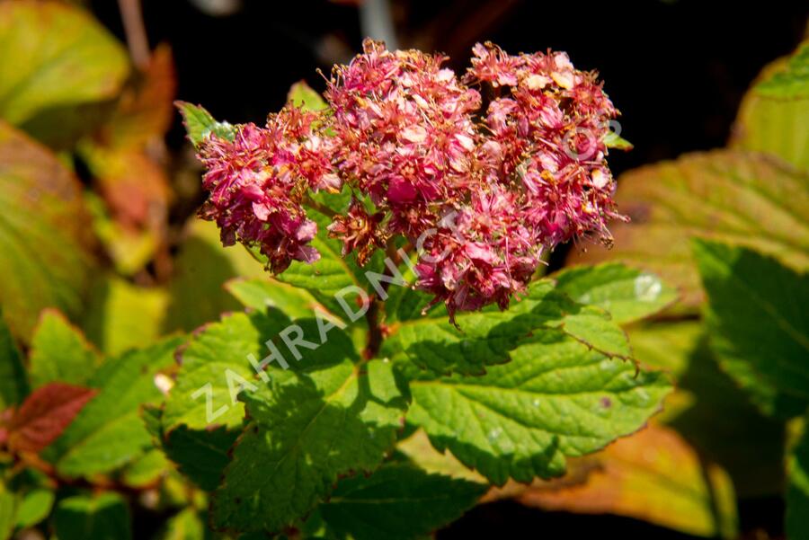 Tavolník japonský 'Froebelii' - Spiraea japonica 'Froebelii'