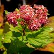 Tavolník japonský 'Froebelii' - Spiraea japonica 'Froebelii'