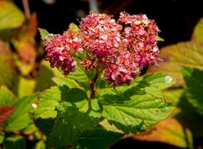 Tavolník japonský 'Froebelii' - Spiraea japonica 'Froebelii'