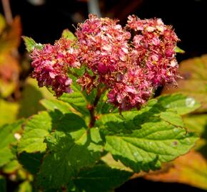 Tavolník japonský 'Froebelii' - Spiraea japonica 'Froebelii'