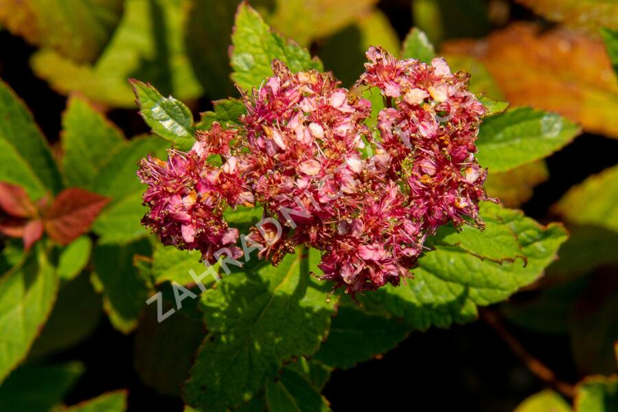 Tavolník japonský 'Froebelii' - Spiraea japonica 'Froebelii'
