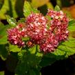 Tavolník japonský 'Froebelii' - Spiraea japonica 'Froebelii'