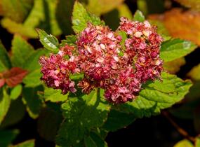 Tavolník japonský 'Froebelii' - Spiraea japonica 'Froebelii'