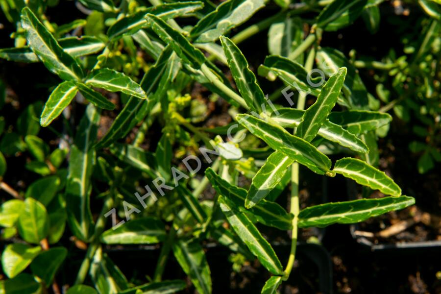 Brslen Fortunův 'Wolong Ghost' - Euonymus fortunei 'Wolong Ghost'