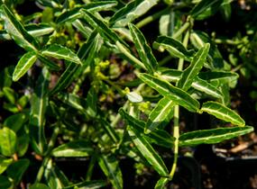 Brslen Fortuneův 'Wolong Ghost' - Euonymus fortunei 'Wolong Ghost'
