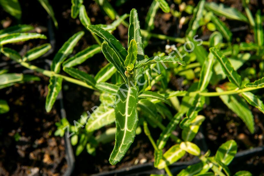 Brslen Fortunův 'Wolong Ghost' - Euonymus fortunei 'Wolong Ghost'
