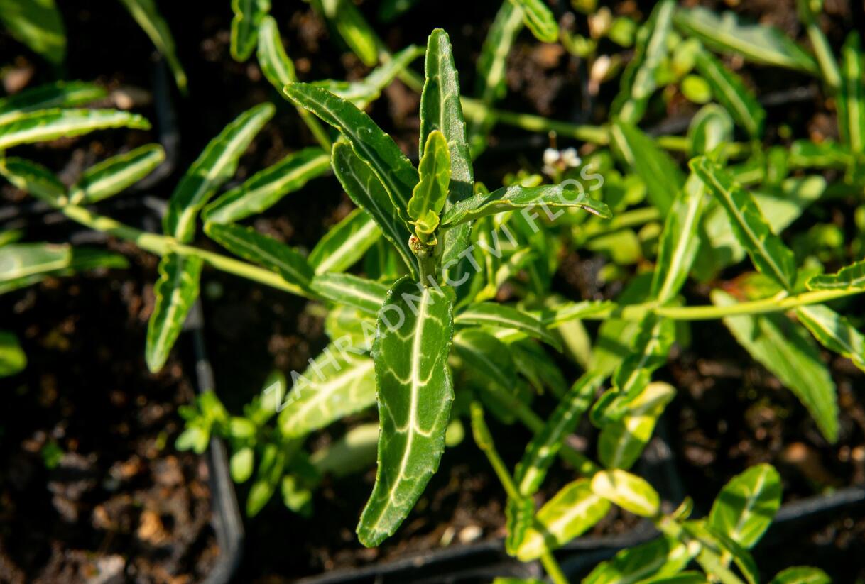 Brslen Fortuneův 'Wolong Ghost' - Euonymus fortunei 'Wolong Ghost'
