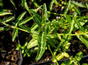 Brslen Fortuneův 'Wolong Ghost' - Euonymus fortunei 'Wolong Ghost'
