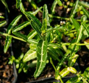 Brslen Fortunův 'Wolong Ghost' - Euonymus fortunei 'Wolong Ghost'