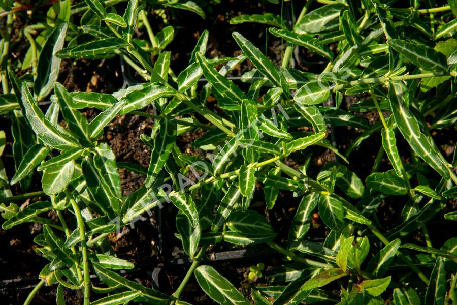 Brslen Fortunův 'Wolong Ghost' - Euonymus fortunei 'Wolong Ghost'