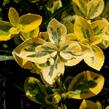 Brslen Fortuneův 'Sunshine' - Euonymus fortunei 'Sunshine'