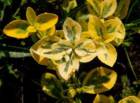 Brslen Fortuneův 'Sunshine' - Euonymus fortunei 'Sunshine'