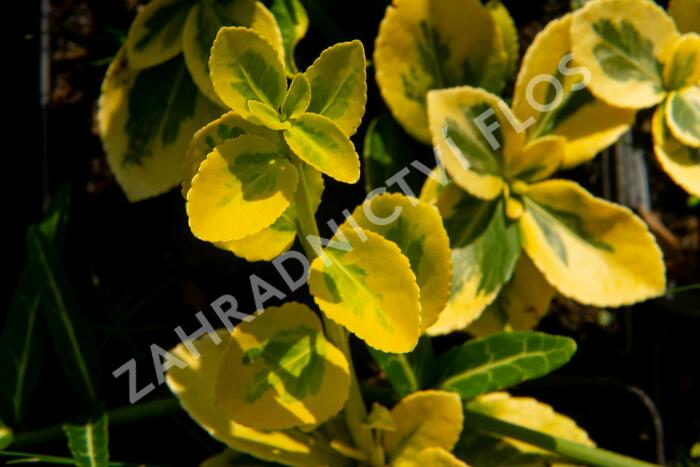 Brslen Fortuneův 'Sunshine' - Euonymus fortunei 'Sunshine'